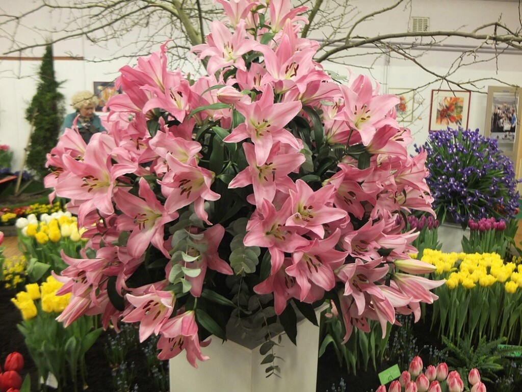 Roze lelies op Flora in Bovenkarspel