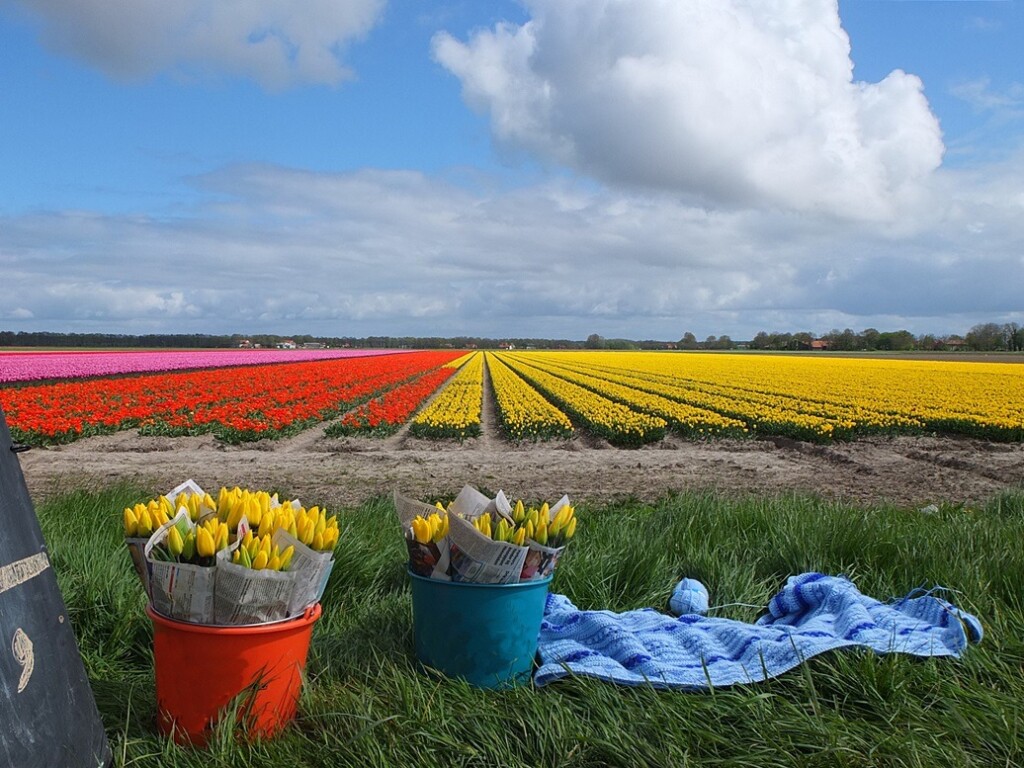 Lichtblauwe CAL voor bollenveld