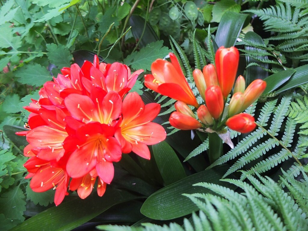 Bloeiende Clivia