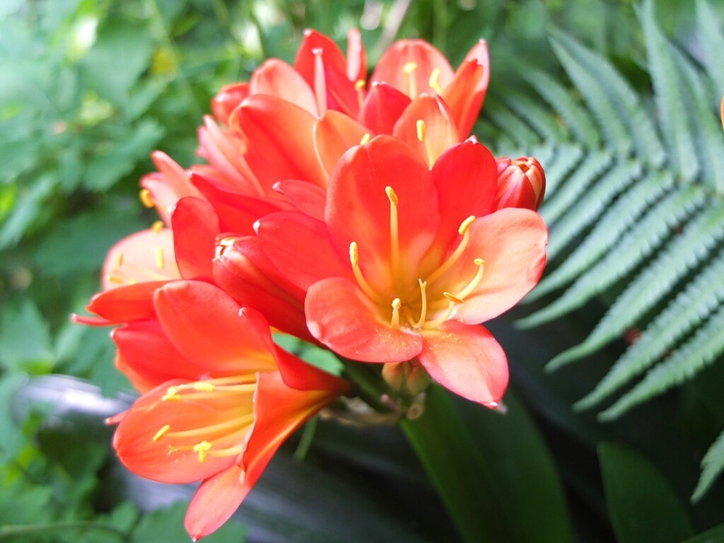Bloem van Clivia
