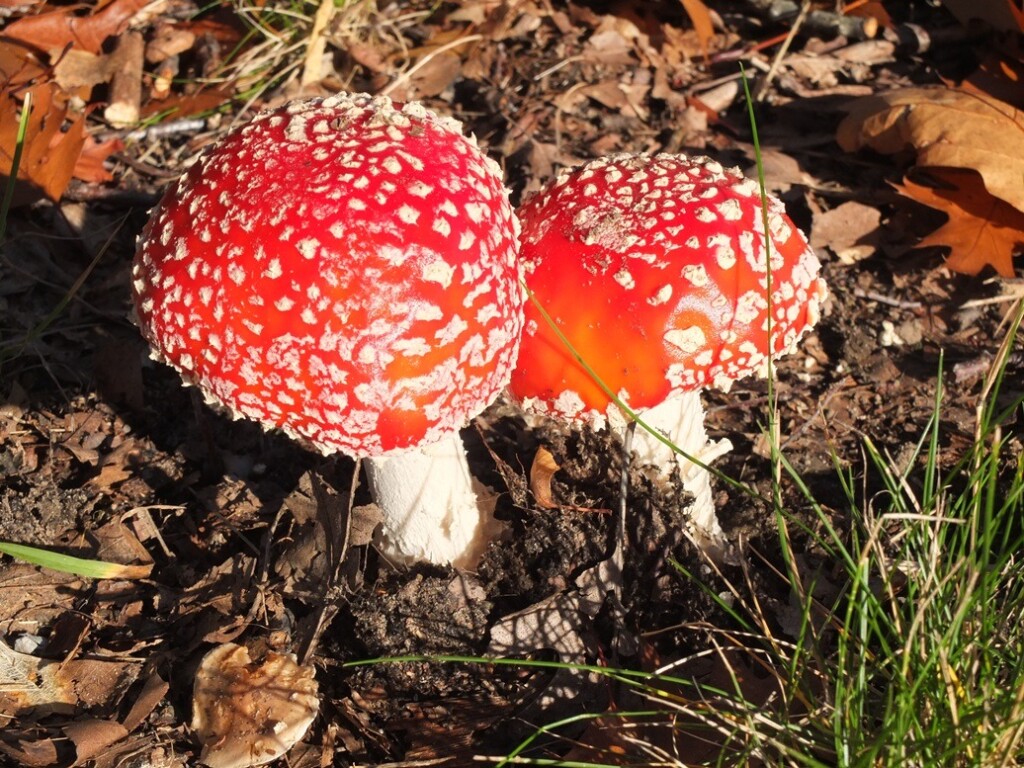Paddestoelen met witte stippen