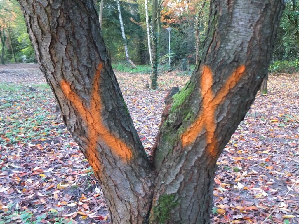 Twee gemarkeerde bomen