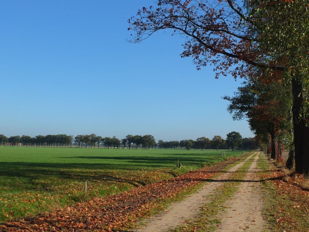 Weggetje langs weiland in herfst
