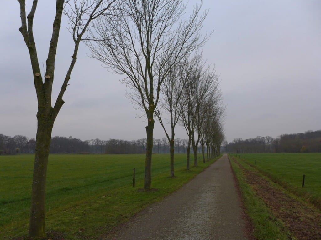 Plattelandsweggetje in winter