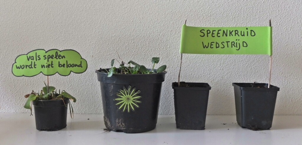 Bloempotjes met speenkruid