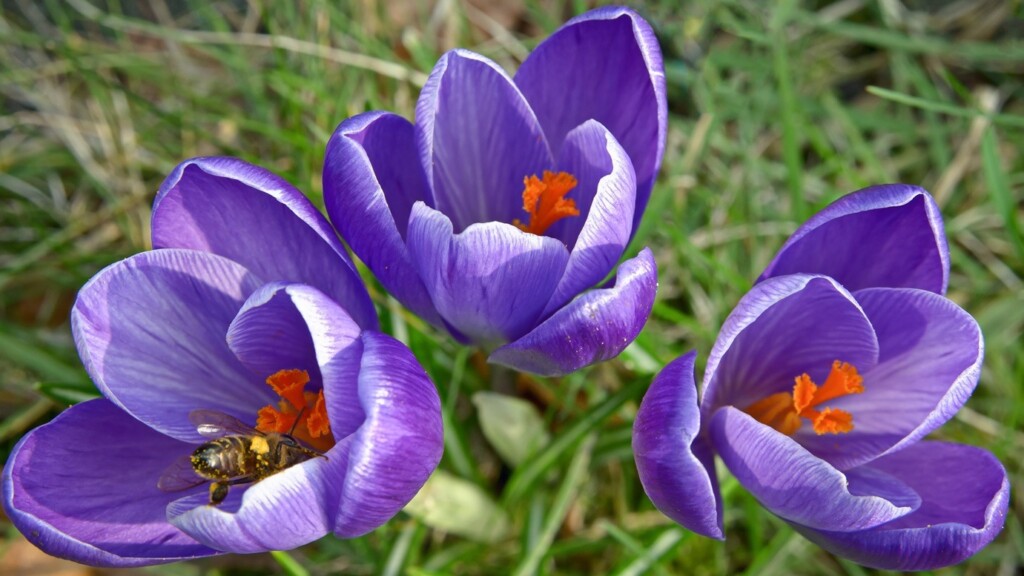 Drie crocussen met een bij