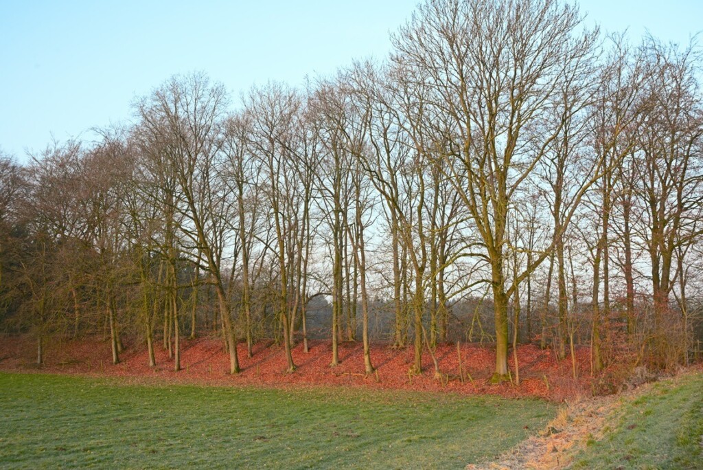 Zonlicht in februari op bomenrij