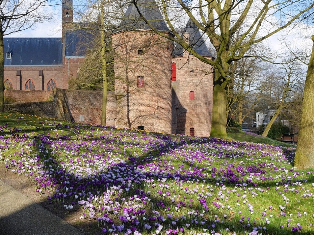 Crocussen bij stadsmuur Amersfoort
