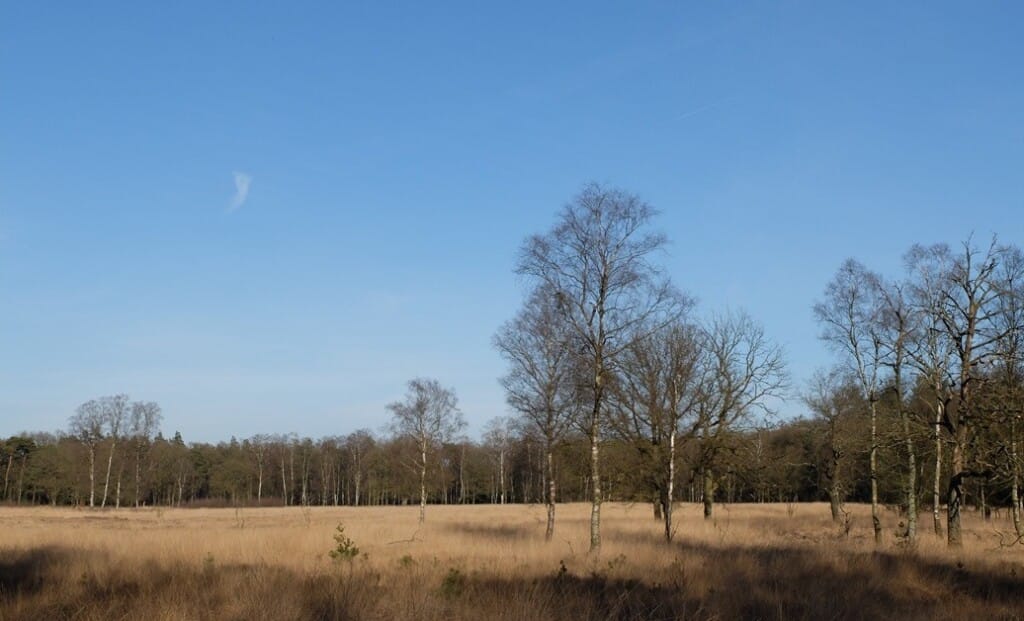 Hoge Veluwe in namiddaglicht in lente