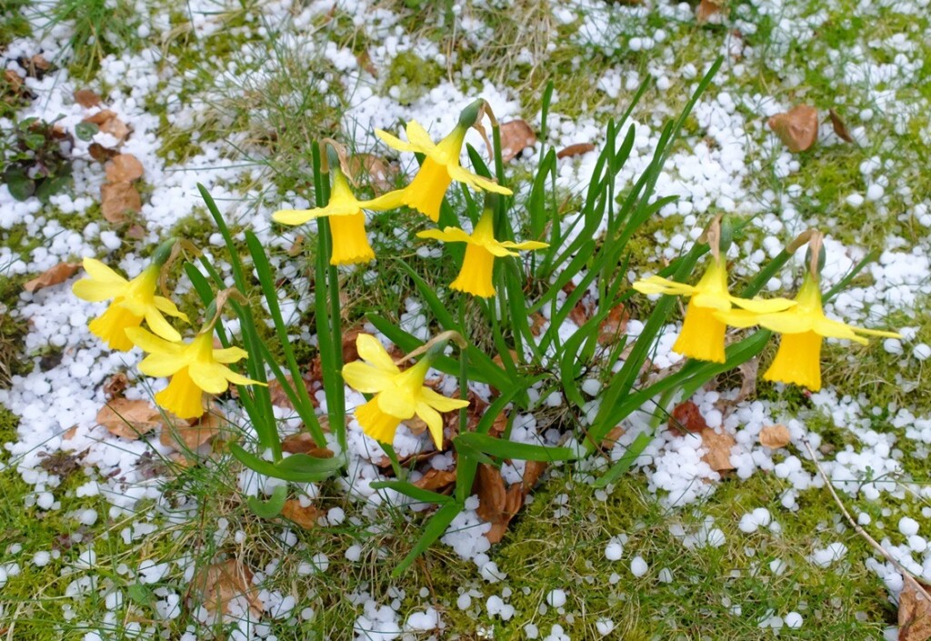 Narcissen in gras met hagel