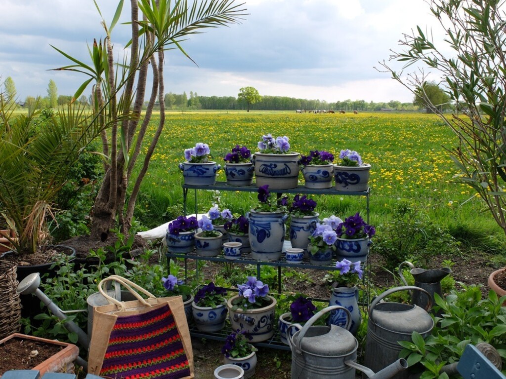 Tulpentas in theetuin