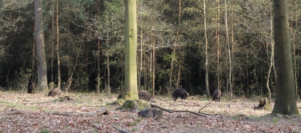 Wilde zwijnen op Hoge Veluwe