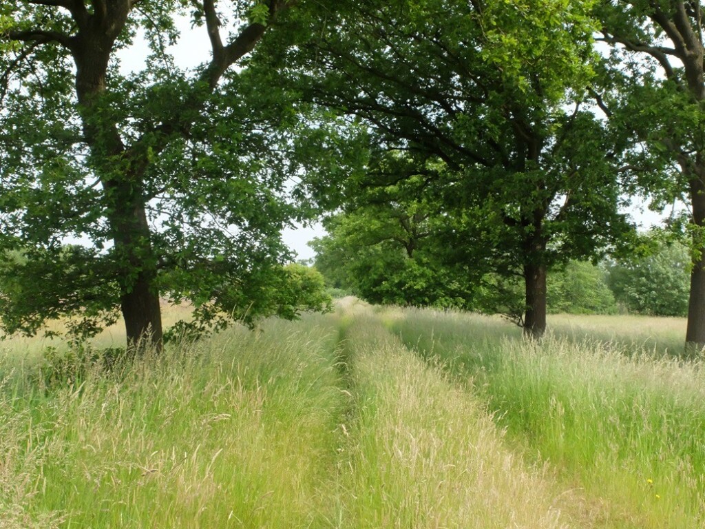 Weggetje begroeid met gras