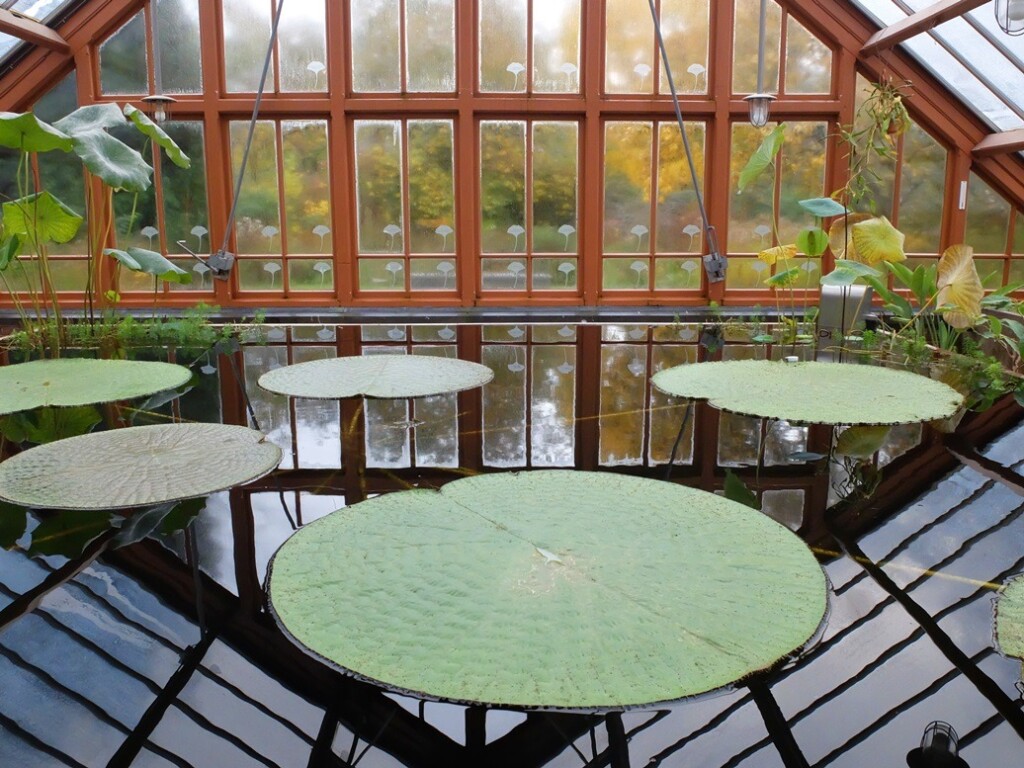 Victoria Amazonica in Botanische tuin Utrecht