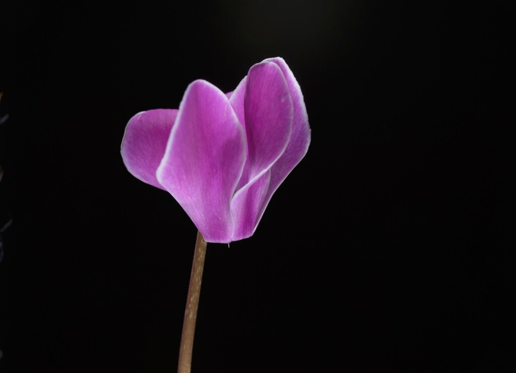 Roze bloem van Cyclaam