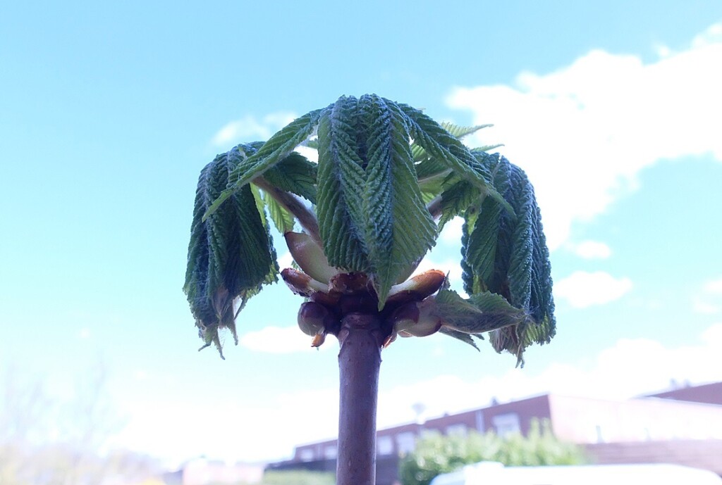 Ontvouwend kastanjeblad