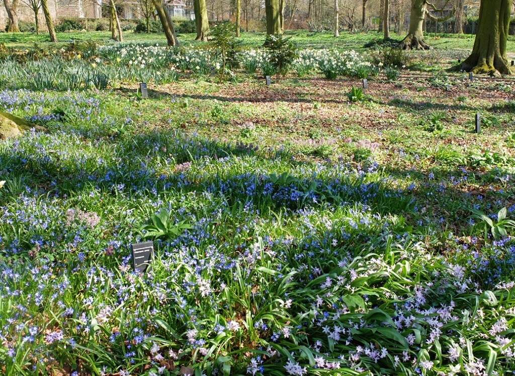 Skilla in Arboretum de Dreijen