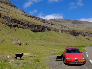 Auto met schapen op Faroër Island