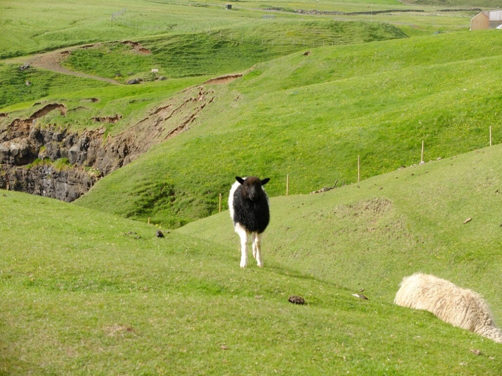 Schaap op Faroër Island