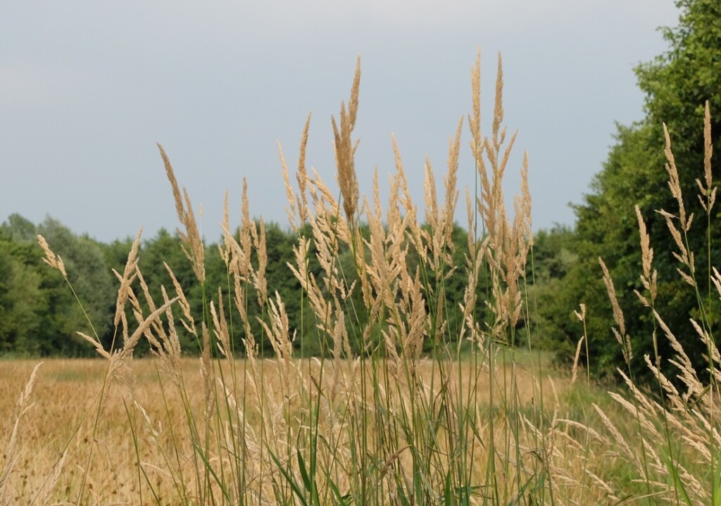 opschietend gras