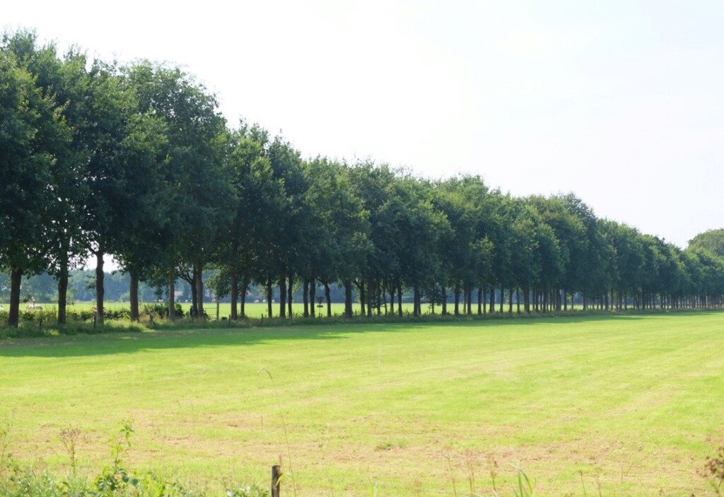 Grasveld