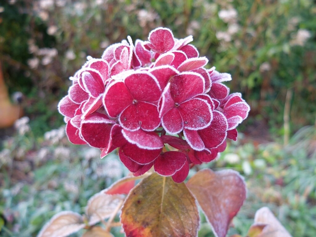 Hortensia met vorstrandje