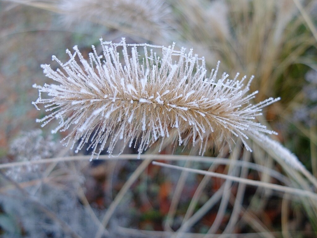 lampepoetsersgras